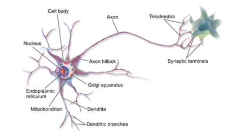 Axons